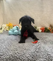 Eight, a male Standard Schnauzer for sale in Mitchell, IN – 2 of 2