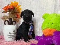 Nala, a female Standard Schnauzer for sale in Mitchell, IN – 1 of 1