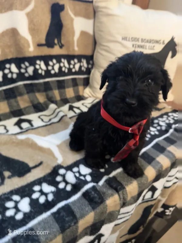Four – Standard Schnauzer puppy for sale in Mitchell, IN