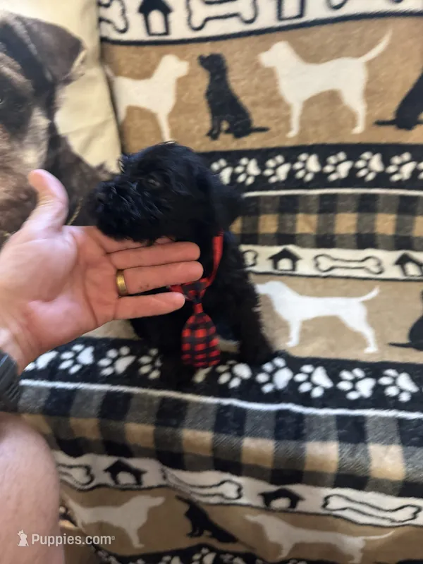 Two – Standard Schnauzer puppy for sale in Mitchell, IN