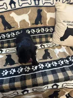 One, a male Standard Schnauzer for sale in Mitchell, IN – 2 of 2