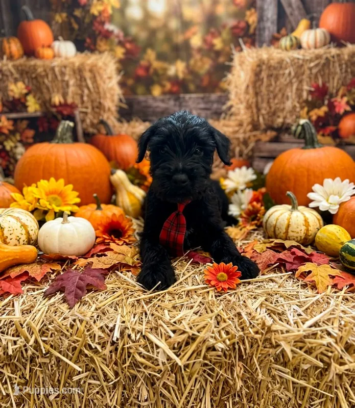 Eight – Standard Schnauzer puppy for sale in Mitchell, IN