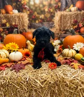 Eight, a male Standard Schnauzer for sale in Mitchell, IN – 1 of 2