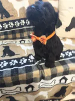 Five, a female Standard Schnauzer for sale in Mitchell, IN – 2 of 2