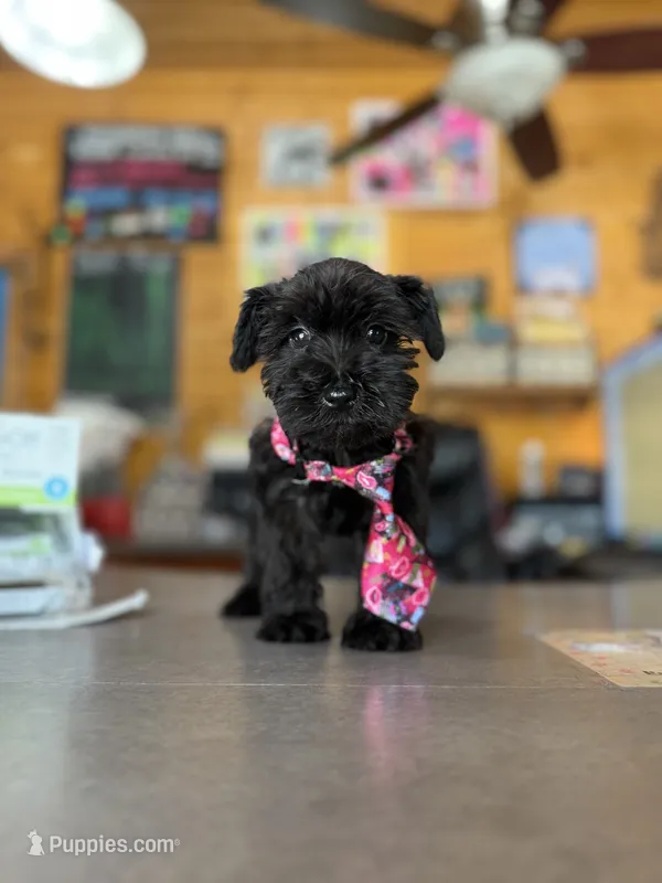 Female 1-3 – Standard Schnauzer puppy for sale in Mitchell, IN