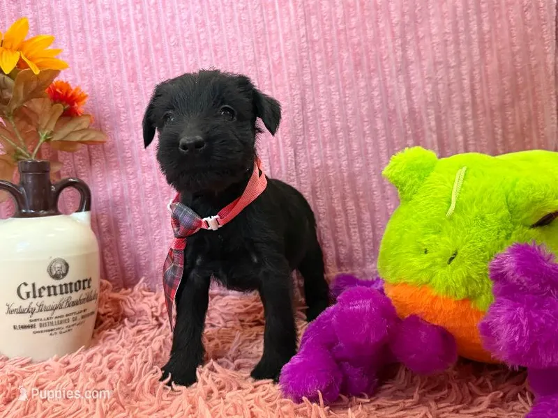 Parker – Standard Schnauzer puppy for sale in Mitchell, IN