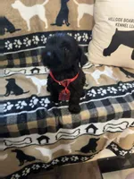 Four, a female Standard Schnauzer for sale in Mitchell, IN – 2 of 2