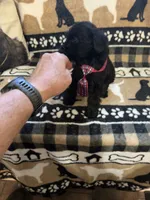Three, a female Standard Schnauzer for sale in Mitchell, IN – 2 of 2