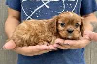 Rusty, a male Cavalier King Charles Spaniel for sale in Youngstown, OH – 3 of 9