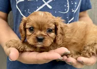 Penny, a female Cavalier King Charles Spaniel for sale in Youngstown, OH – 3 of 10