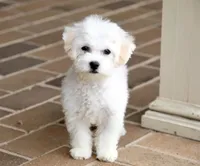 Buster, a male Shichon for sale in Youngstown, OH – Photo 4 of 10