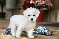 Buster, a male Shichon for sale in Youngstown, OH – Photo 9 of 10