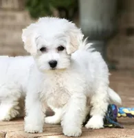 Buster, a male Shichon for sale in Youngstown, OH – Photo 2 of 10