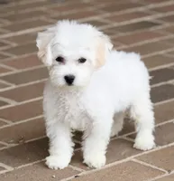 Buster, a male Shichon for sale in Youngstown, OH – Photo 3 of 10