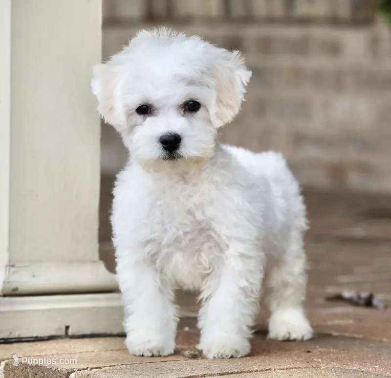 Buster – Shichon puppy for sale in Youngstown, OH