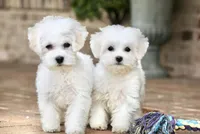 Buster, a male Shichon for sale in Youngstown, OH – Photo 7 of 10