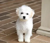 Buster, a male Shichon for sale in Youngstown, OH – Photo 6 of 10