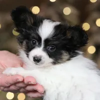 Biggie Smalls, a male Papillon for sale in Youngstown, OH – Photo 1 of 6