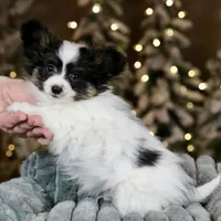 Biggie Smalls, a male Papillon for sale in Youngstown, OH – Photo 3 of 6