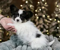 Biggie Smalls, a male Papillon for sale in Youngstown, OH – Photo 3 of 6