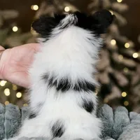 Biggie Smalls, a male Papillon for sale in Youngstown, OH – Photo 6 of 6