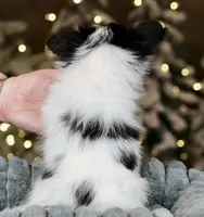 Biggie Smalls, a male Papillon for sale in Youngstown, OH – Photo 6 of 6
