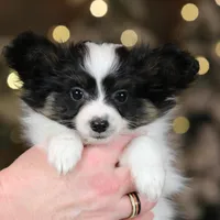 Biggie Smalls, a male Papillon for sale in Youngstown, OH – Photo 4 of 6