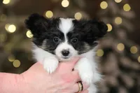 Biggie Smalls, a male Papillon for sale in Youngstown, OH – Photo 4 of 6