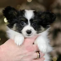Biggie Smalls, a male Papillon for sale in Youngstown, OH – Photo 5 of 6