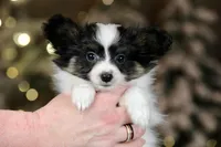 Biggie Smalls, a male Papillon for sale in Youngstown, OH – Photo 5 of 6