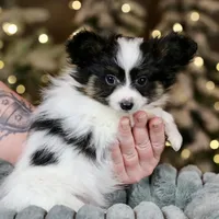 Biggie Smalls, a male Papillon for sale in Youngstown, OH – Photo 2 of 6