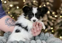 Biggie Smalls, a male Papillon for sale in Youngstown, OH – Photo 2 of 6