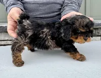 Poppy, a female Cavapoo for sale in Youngstown, OH – Photo 8 of 10