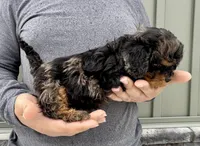 Poppy, a female Cavapoo for sale in Youngstown, OH – Photo 6 of 10