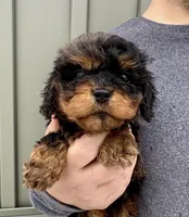 Poppy, a female Cavapoo for sale in Youngstown, OH – Photo 1 of 10