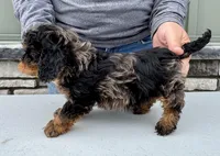 Poppy, a female Cavapoo for sale in Youngstown, OH – Photo 9 of 10