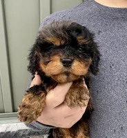 Poppy, a female Cavapoo for sale in Youngstown, OH – Photo 3 of 10