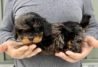 Poppy, a female Cavapoo for sale in Youngstown, OH – Photo 7 of 10