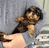 Poppy, a female Cavapoo for sale in Youngstown, OH – Photo 5 of 10