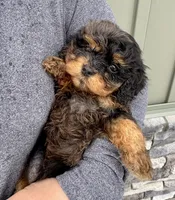 Poppy, a female Cavapoo for sale in Youngstown, OH – Photo 4 of 10