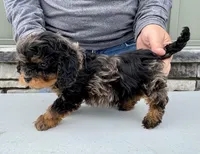 Poppy, a female Cavapoo for sale in Youngstown, OH – Photo 10 of 10