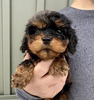 Poppy, a female Cavapoo for sale in Youngstown, OH – Photo 2 of 10