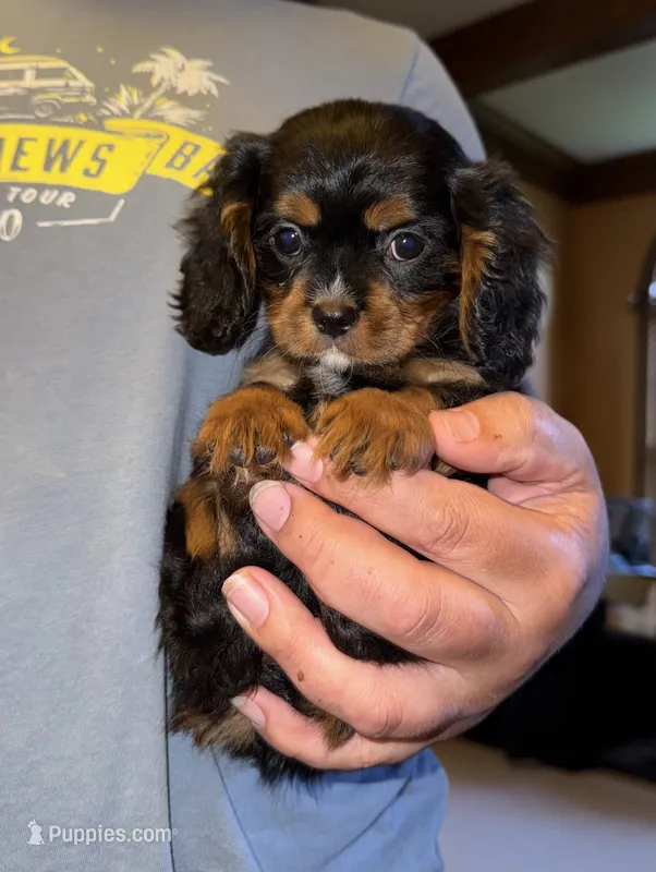 Lorna Doone – Cavalier King Charles Spaniel puppy for sale in Youngstown, OH