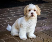Sullivan, a male Shihpoo for sale in Youngstown, OH – 4 of 10