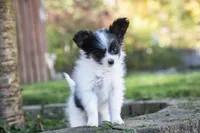 Pez, a female Papillon for sale in Youngstown, OH – 4 of 10