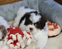 Everlee, a female Shihpoo for sale in Youngstown, OH – Photo 6 of 10