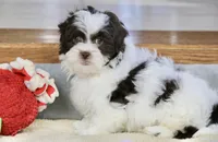 Everlee, a female Shihpoo for sale in Youngstown, OH – Photo 4 of 10