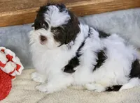 Everlee, a female Shihpoo for sale in Youngstown, OH – Photo 7 of 10