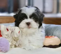 Everlee, a female Shihpoo for sale in Youngstown, OH – Photo 1 of 10