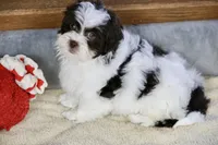 Everlee, a female Shihpoo for sale in Youngstown, OH – Photo 10 of 10